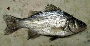 White Perch