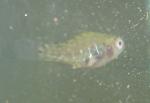 pygmy sunfish4