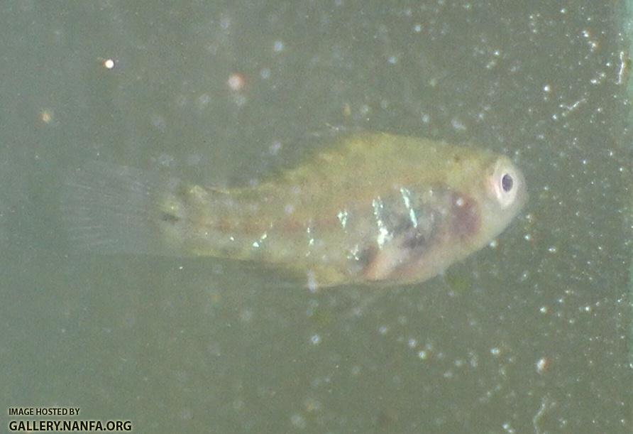 pygmy sunfish4