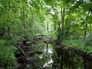 Beaver Brook