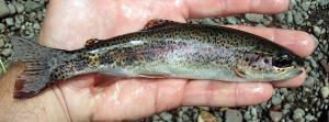 Coastal Rainbow Trout