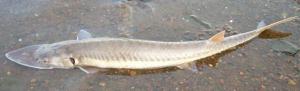 Shovelnose Sturgeon