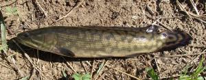 Eyetail Bowfin