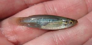 Northern Starhead Topminnow