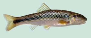 River Chub