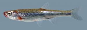 Notropis rubellus