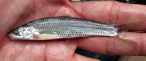 Western Silvery Minnow