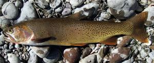 Oncorhynchus clarkii bouvieri