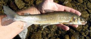 Mountain Whitefish