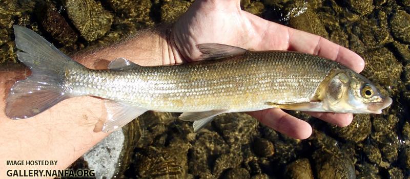 Mountain Whitefish