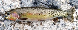 Oncorhynchus clarkii lewisi