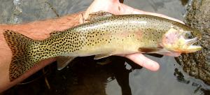 Westslope Cutthorat Trout