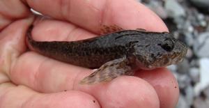 Shorthead Sculpin