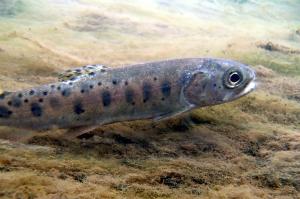 Bonneville Cutthroat Trout