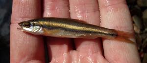 Hybrid Minnow