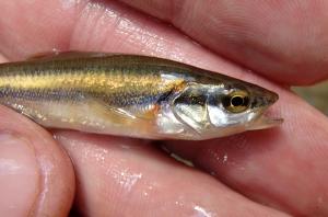 Hybrid Minnow