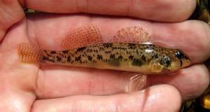 Etheostoma olmstedi