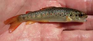 Brown Trout