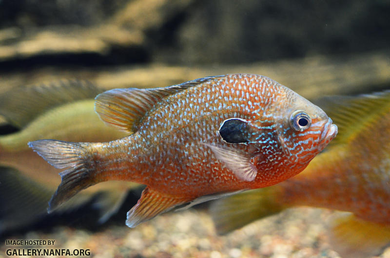 Longear sunfish