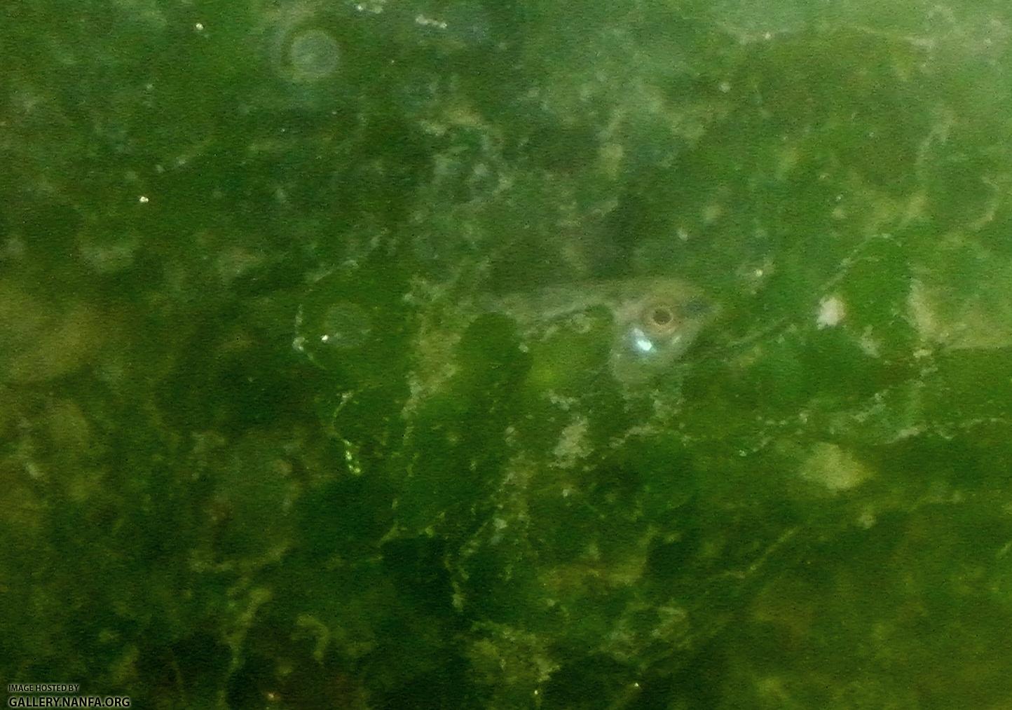 Elassoma gilberti hides in pellia zoomin