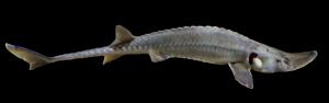 Shovelnose Sturgeon