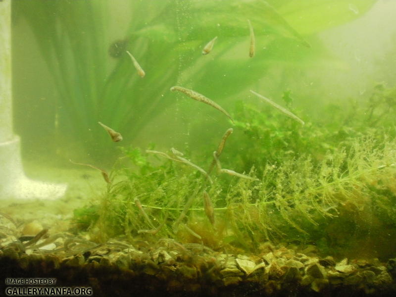 native leeches from blackworm culture