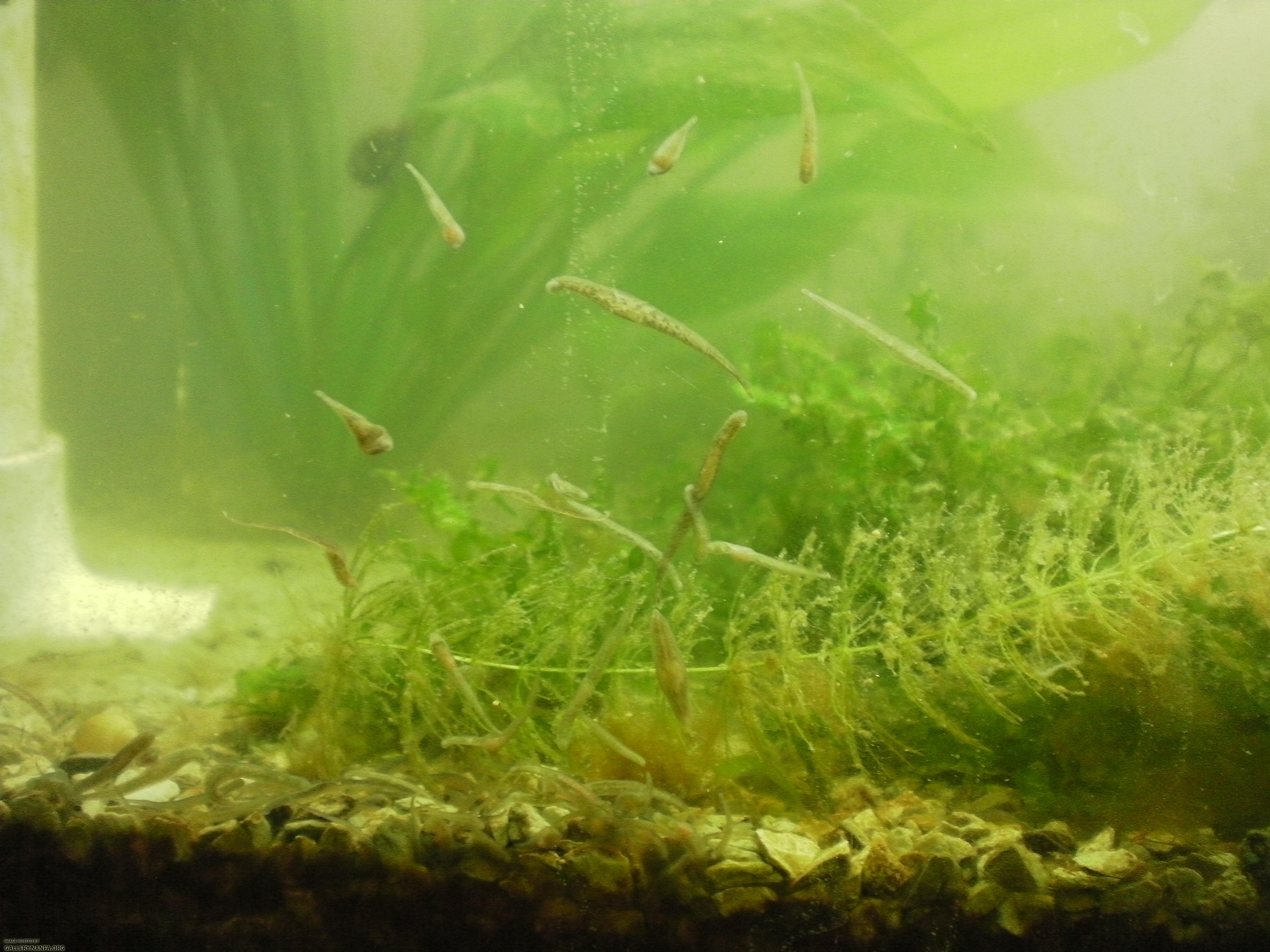 native leeches from blackworm culture