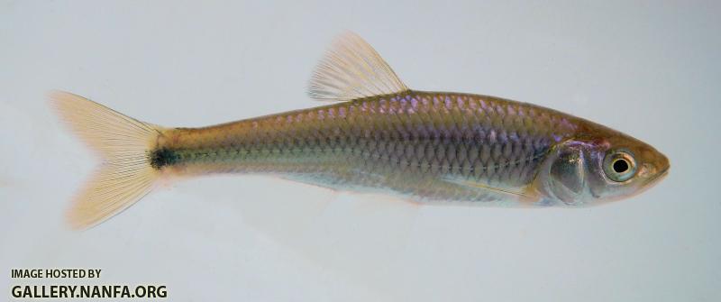 altamaha shiner.jpg