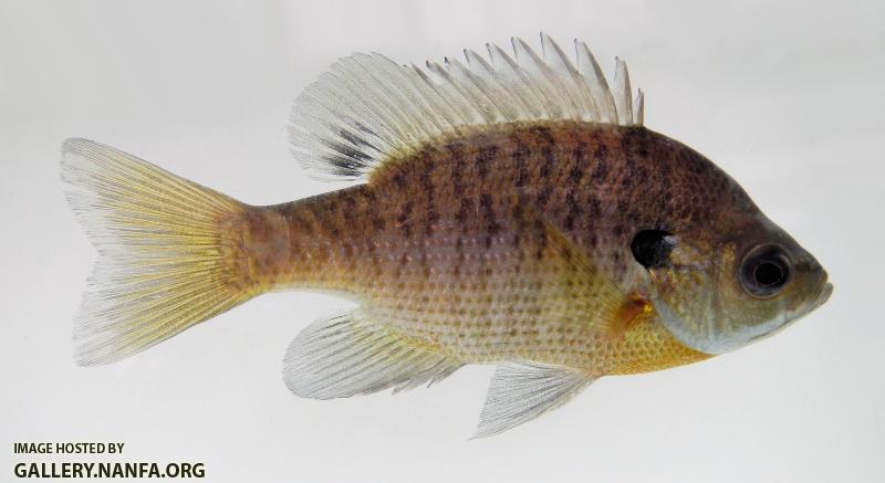 bluegill sunfish.jpg