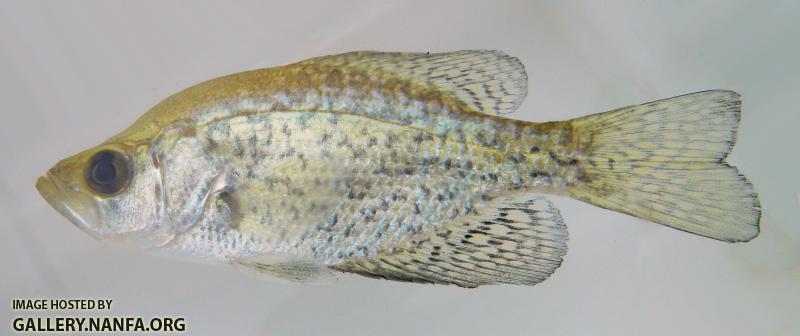 crappie.jpg