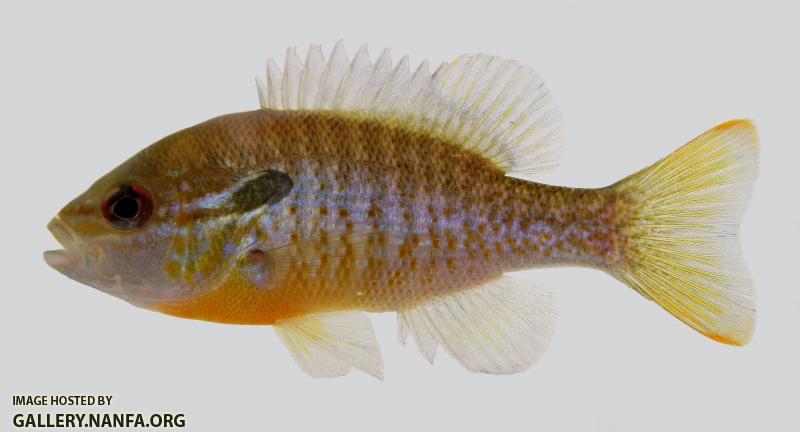 redbreast sunfish.jpg