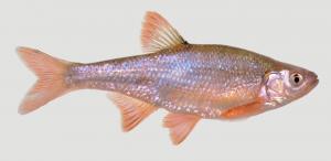 Redfin Shiner