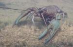 Crayfish