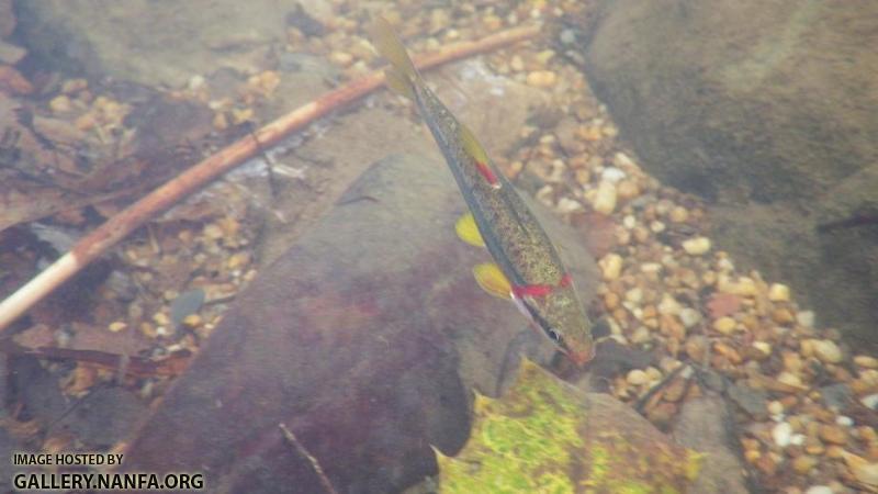 Blackside Dace Pool