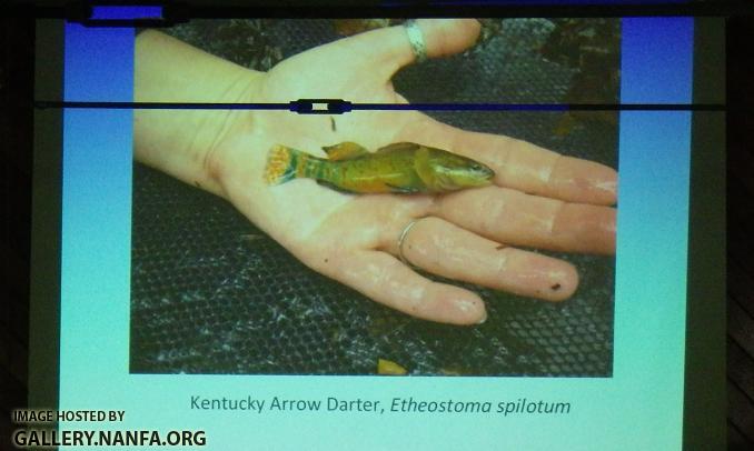 Kentucky Arrow Darter