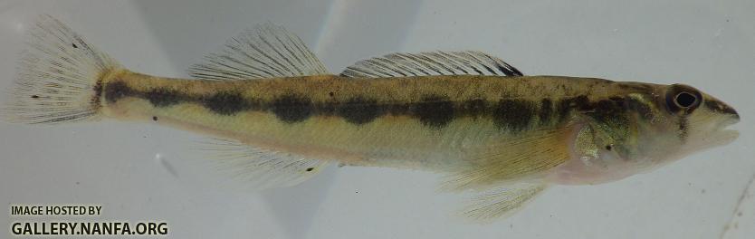 ? Darter