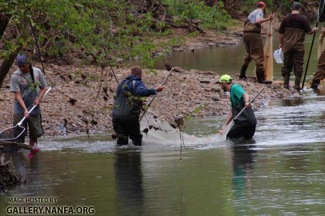 seining