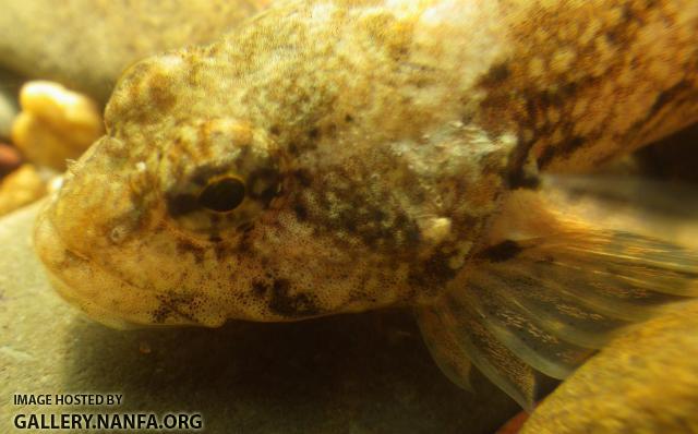 Sculpin