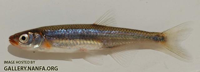 Kanawah highlands shiner