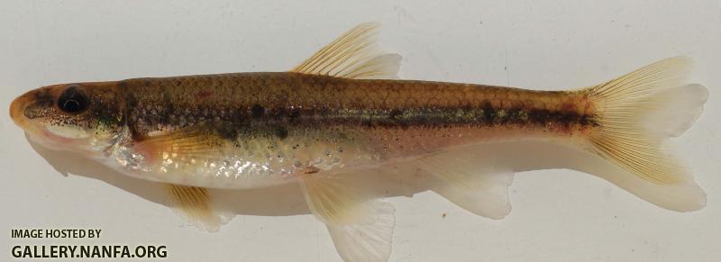 Kanawah minnow