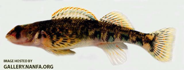 Kanawha darter female 