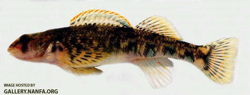 Kanawha darter female 