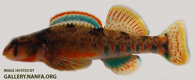 Kanawha darter male