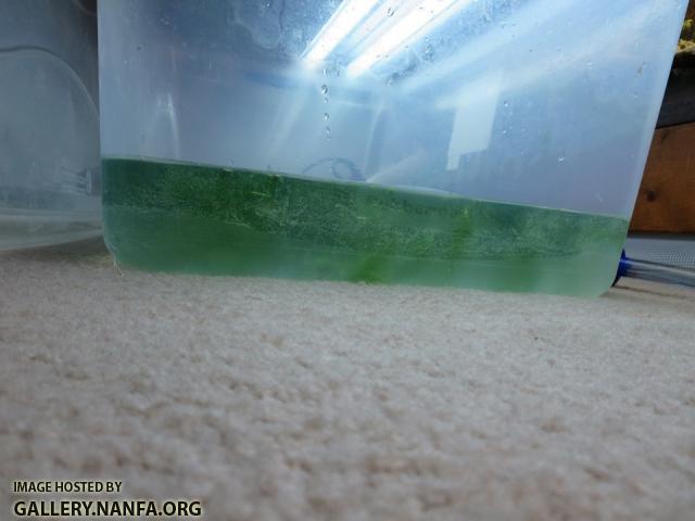 closeup of bucket for breeding okefenokee another angle