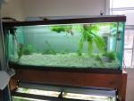jan 25 picture of 75 gallon tank set up for elassoma okefenokee