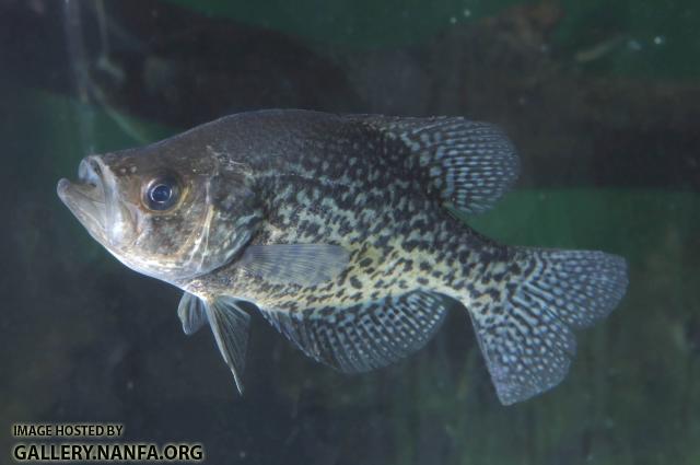 crappie -0197 (16).jpg