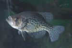 crappie -0197 (16).jpg