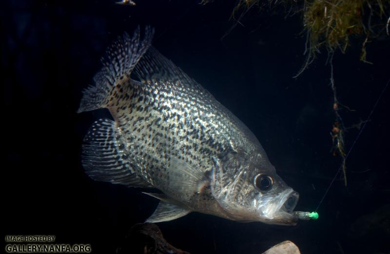 crappie -0197 (8).jpg