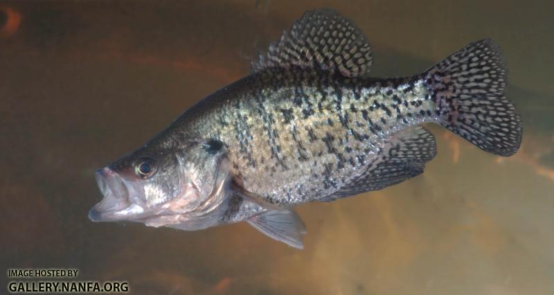 crappie -0197 (14).jpg