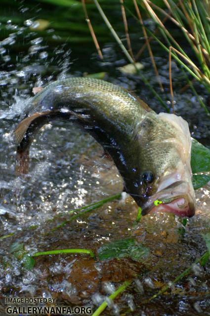 bass fishing (44).jpg